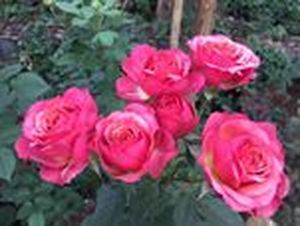 ROSE BR. NEW STAR 50